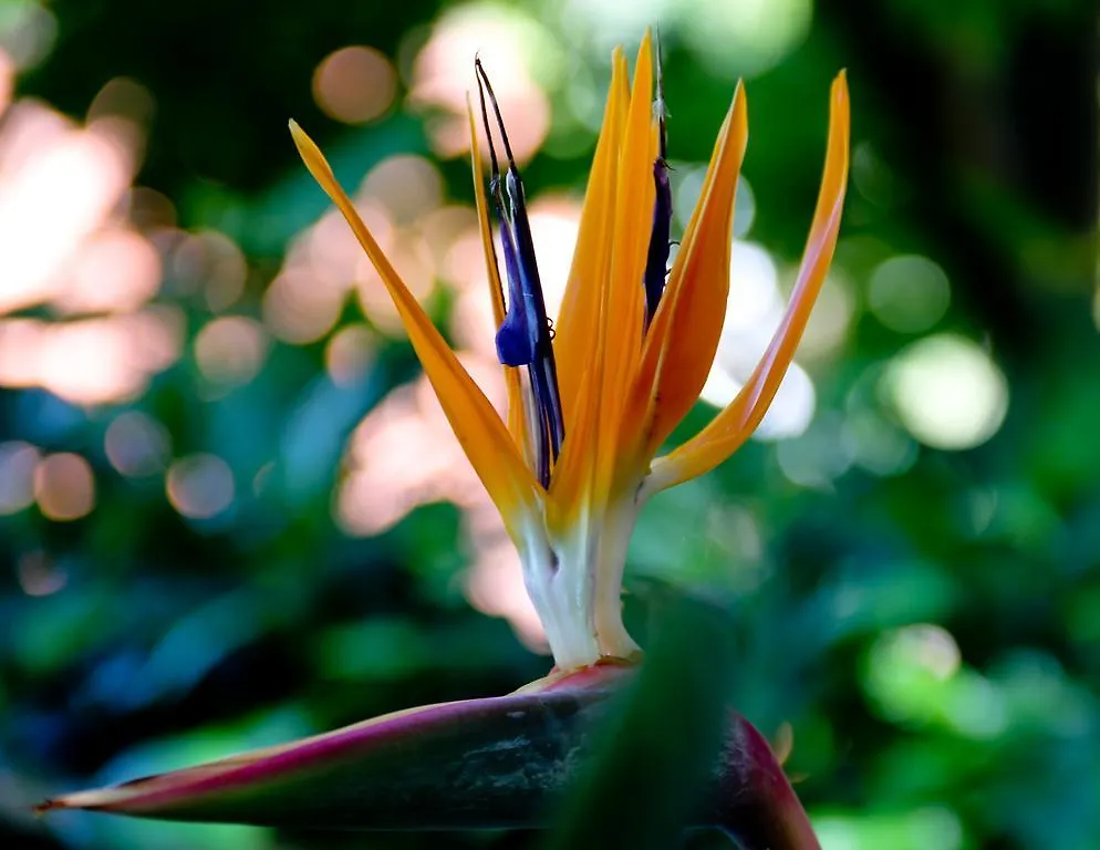 Estalagem Pousada Aquarela De Bombinhas